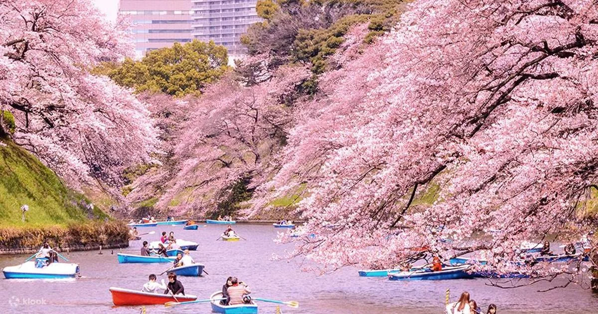 Japan Cherry Blossom Cruise 2028 | Adventure Bears — Adventure Bears